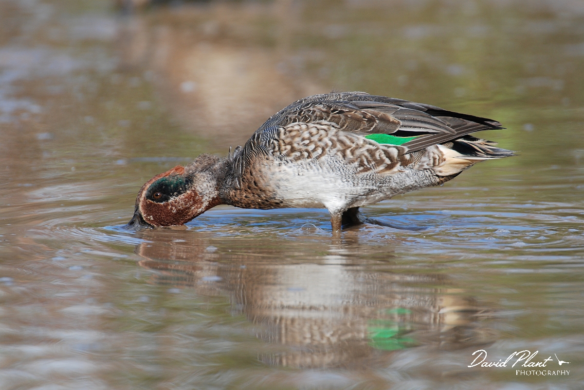 David Plant Photography - Wildlife Photographer - Teal male - F.JPG - Teal, male - Slimbridge
