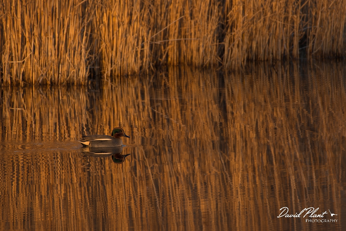David Plant Photography - Wildlife Photography - Teal - AA.jpg - Teal at sunset - Cambridgeshire