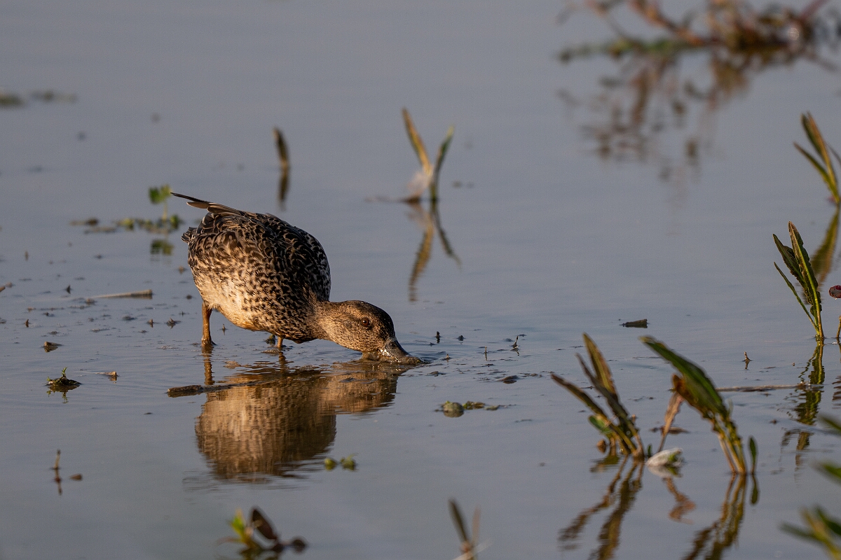 David Plant Photography - Wildlife Photography - Teal - AB.jpg - Teal, Anas crecca, female - Norfolk