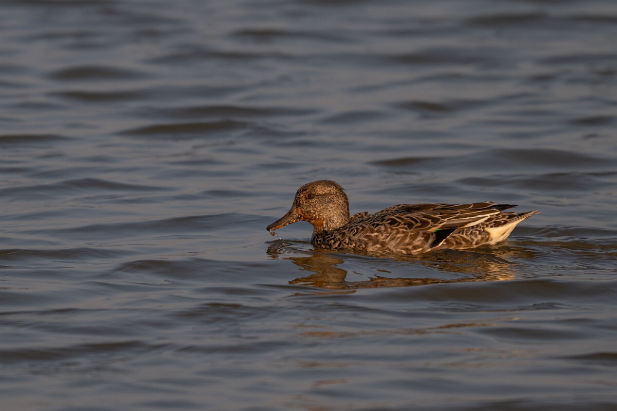 David Plant Photography - Wildlife Photography - Teal - AC.jpg - Teal, Anas crecca, female - Norfolk