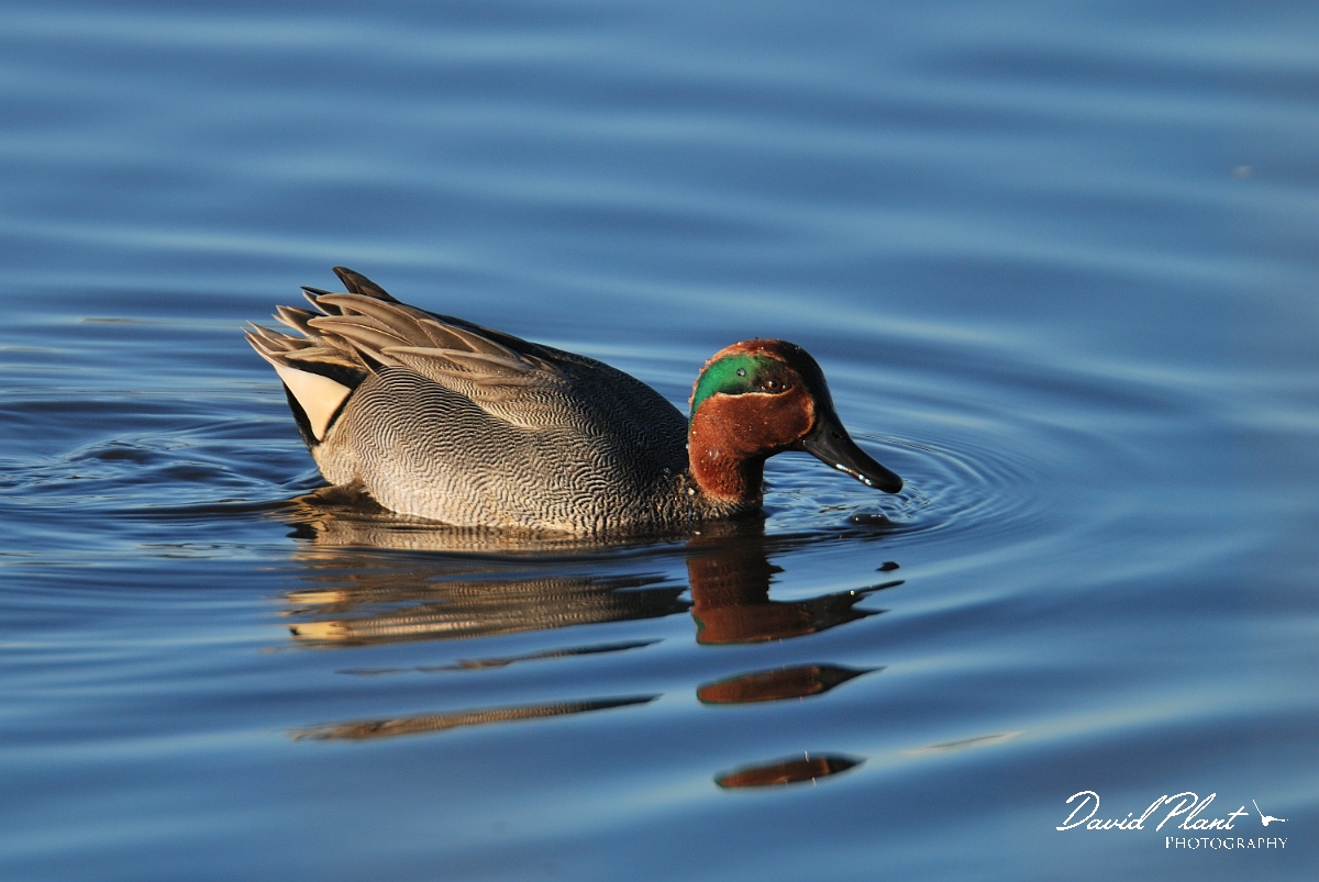 David Plant Photography - Wildlife Photography - Teal - G.jpg - Teal, male - Dorset