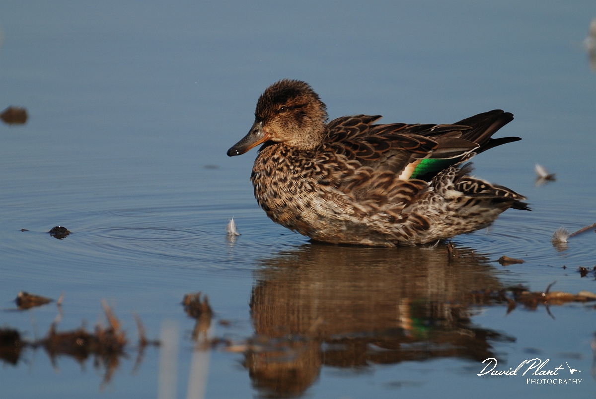 David Plant Photography - Wildlife Photography - Teal - I.jpg - Teal, female - Norfolk