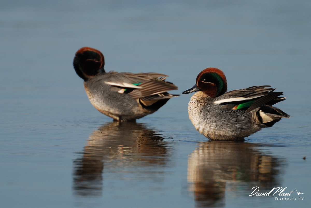 David Plant Photography - Wildlife Photography - Teal - J.jpg - Teal, two males preening - Norfolk