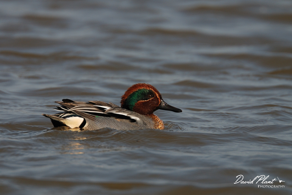 David Plant Photography - Wildlife Photography - Teal - L.jpg - Teal, male - Norfolk
