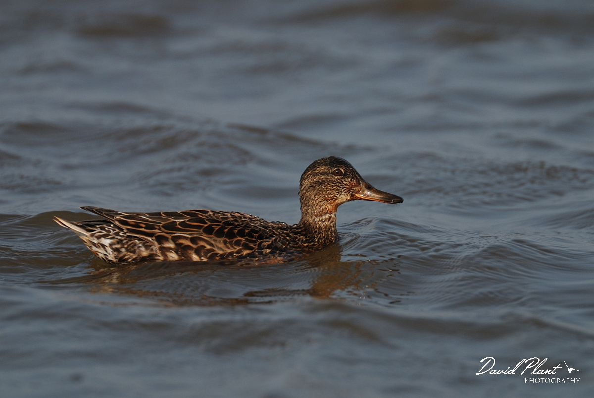 David Plant Photography - Wildlife Photography - Teal - M.jpg - Teal, female - Norfolk