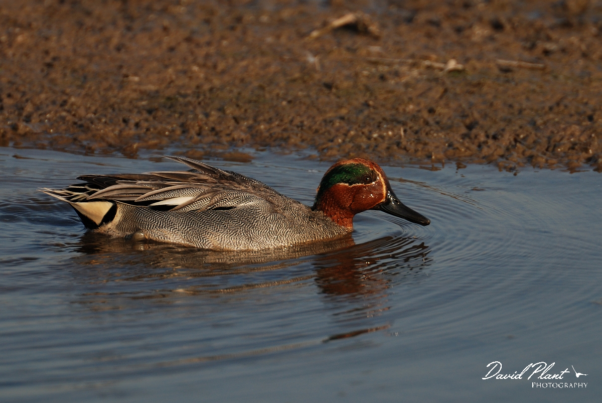 David Plant Photography - Wildlife Photography - Teal - N.jpg - Teal, male - Norfolk