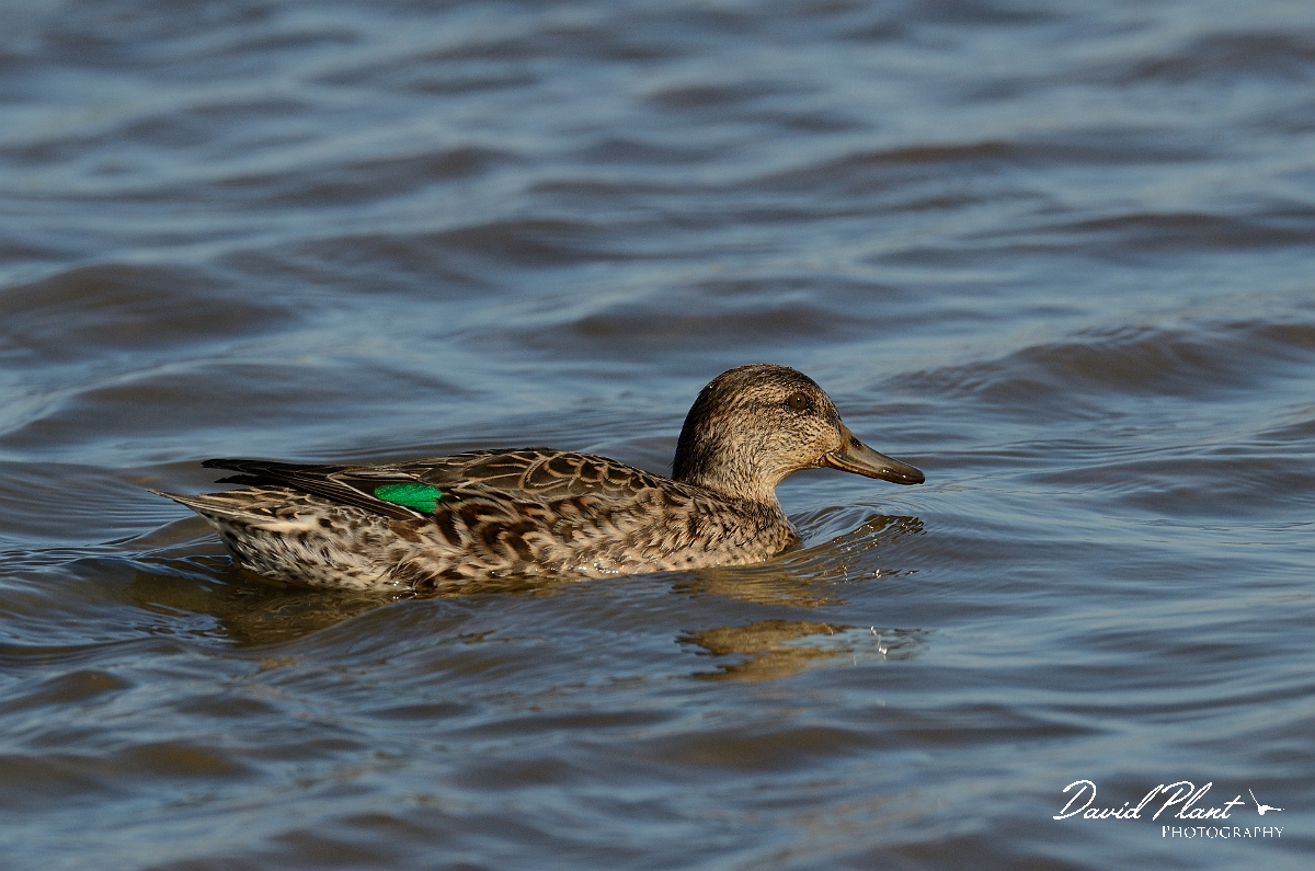David Plant Photography - Wildlife Photography - Teal - O.jpg - Teal, female showing speculum - Norfolk