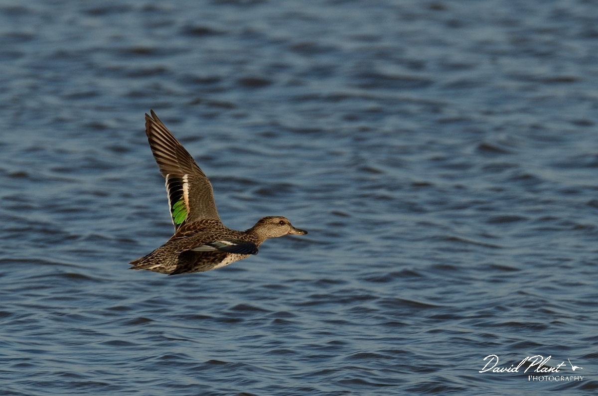 David Plant Photography - Wildlife Photography - Teal - P.jpg - Teal, female in flight showing speculum - Norfolk