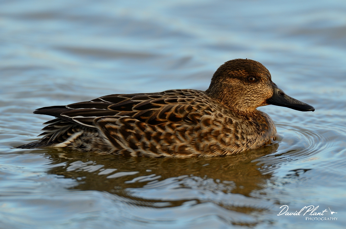 David Plant Photography - Wildlife Photography - Teal - Q.jpg - Teal, female - Norfolk