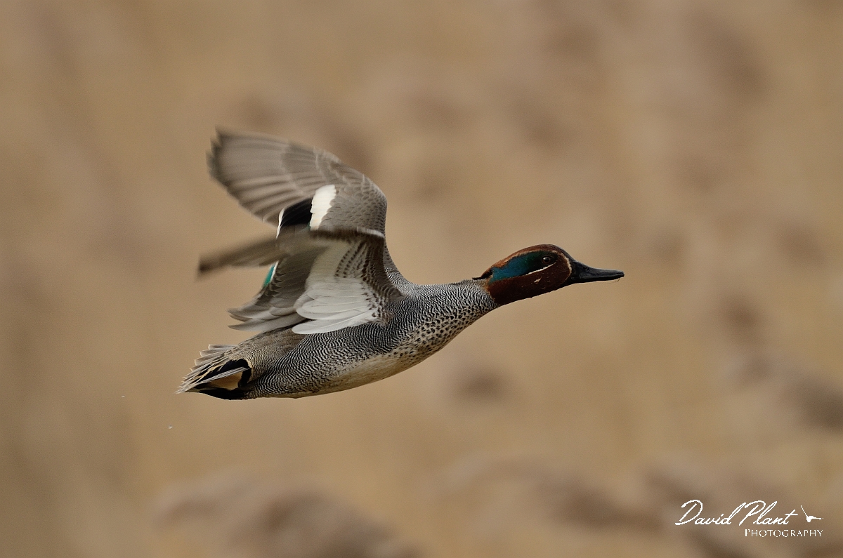 David Plant Photography - Wildlife Photography - Teal - R.jpg - Teal, male in flight - Cambridgeshire