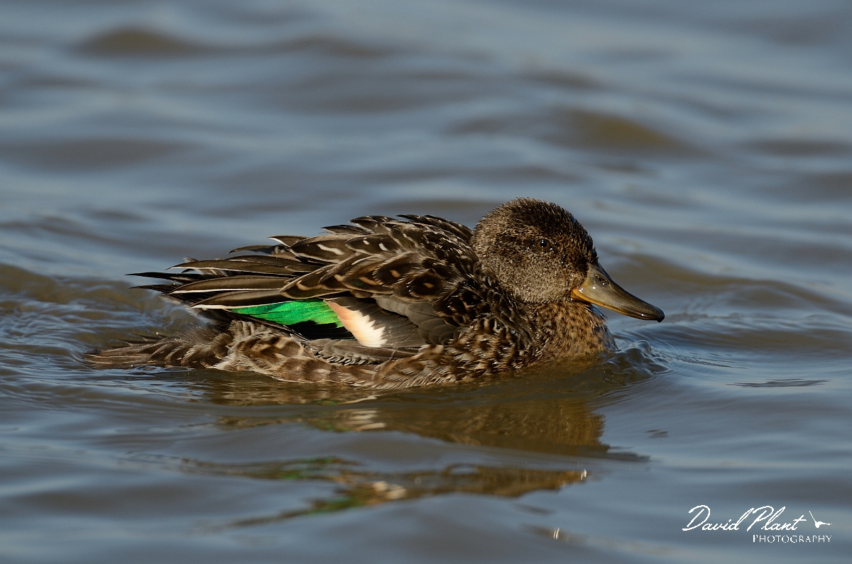 David Plant Photography - Wildlife Photography - Teal - S.jpg - Teal fluffed up - Norfolk