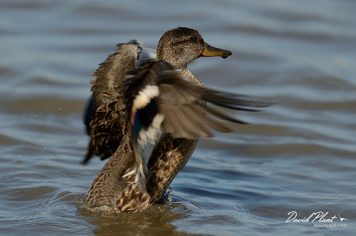 David Plant Photography - Wildlife Photography - Teal - T.jpg - Teal wing flapping - Norfolk