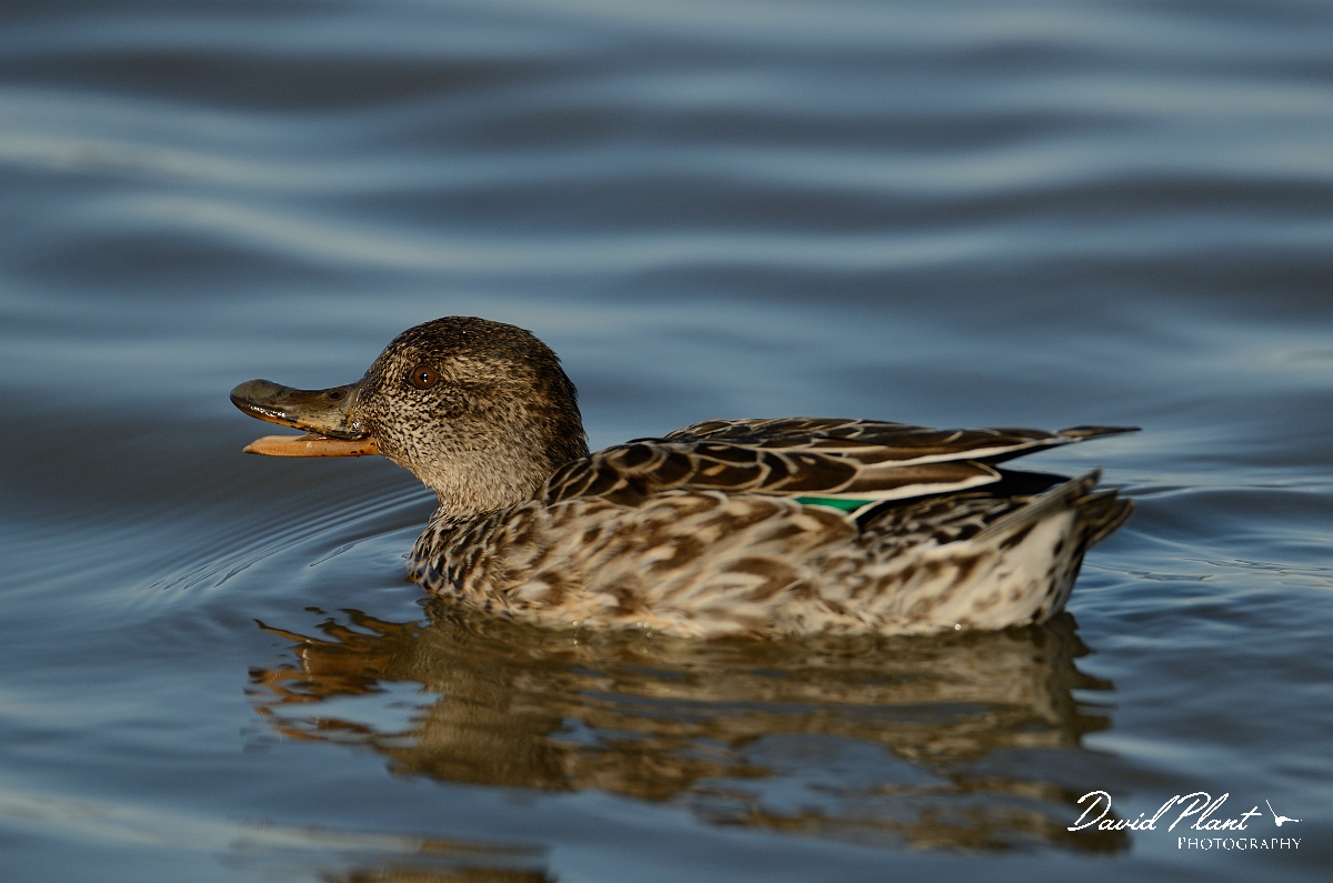 David Plant Photography - Wildlife Photography - Teal - U.jpg - Teal with bill open - Norfolk