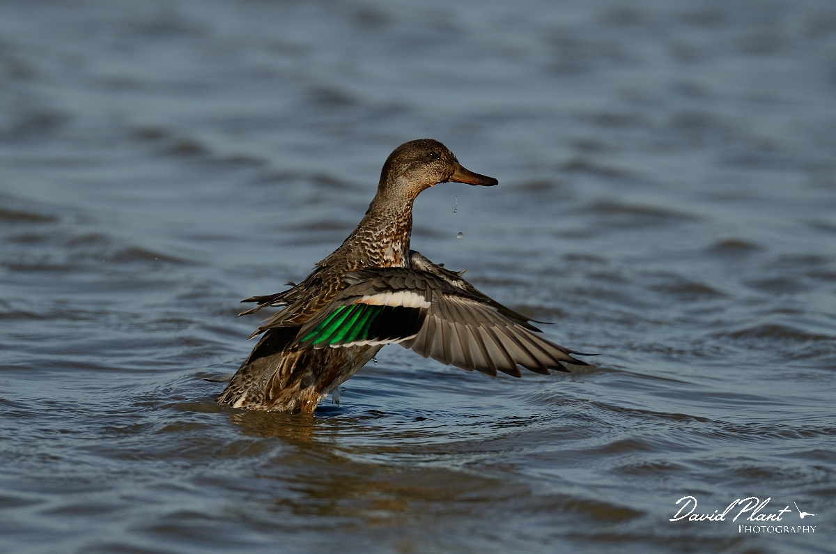 David Plant Photography - Wildlife Photography - Teal - V.jpg - Teal with speculum exposed - Norfolk