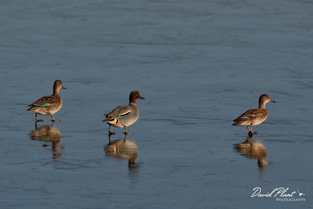 David Plant Photography - Wildlife Photography - Teal - W.jpg - Teal walking on ice - Cambridegshire