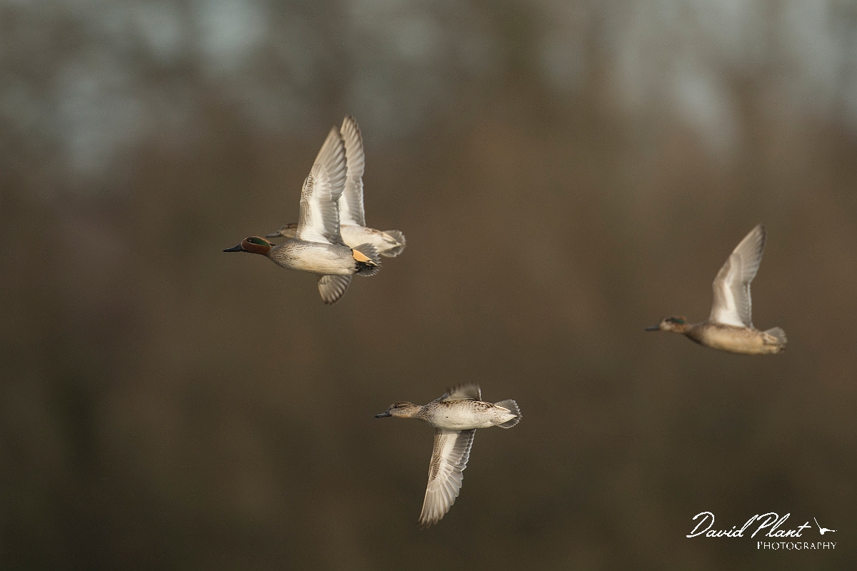 David Plant Photography - Wildlife Photography - Teal - Y.jpg - Teal flock - Cambridgeshire