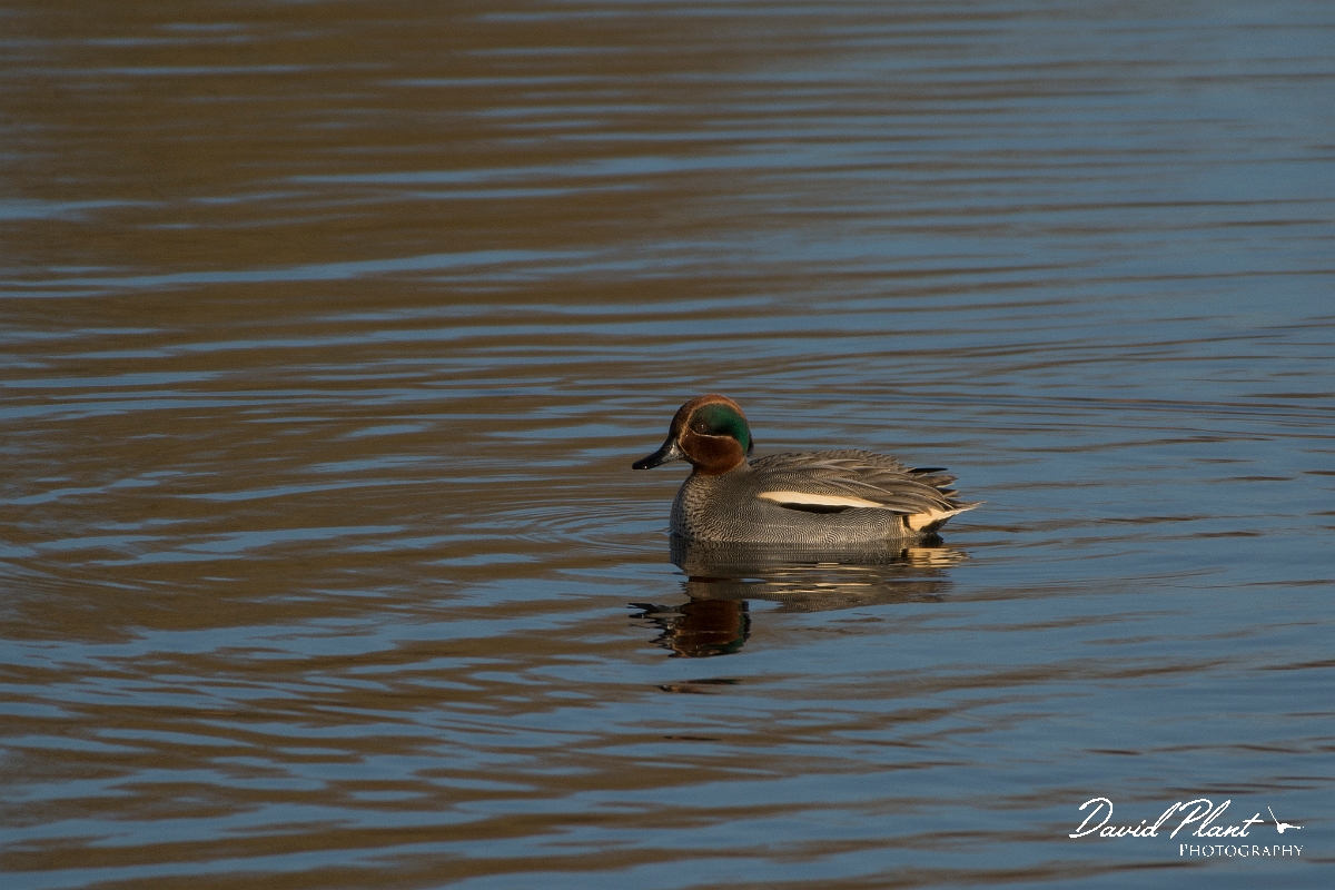 David Plant Photography - Wildlife Photography - Teal - Z.jpg - Teal - Cambridgeshire