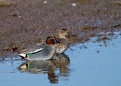 David Plant Photography - Wildlife Photographer - Teal - A