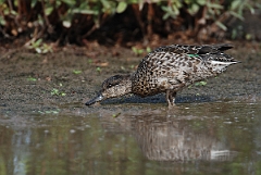 David Plant Photography - Wildlife Photographer - Teal female - C