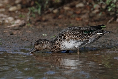 David Plant Photography - Wildlife Photographer - Teal female - E