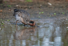 David Plant Photography - Wildlife Photographer - Teal male - D
