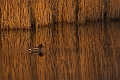 David Plant Photography - Wildlife Photography - Teal - AA