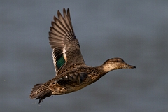 David Plant Photography - Wildlife Photography - Teal - AD