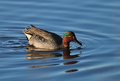 David Plant Photography - Wildlife Photography - Teal - G