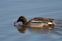 David Plant Photography - Wildlife Photography - Teal - H