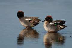 David Plant Photography - Wildlife Photography - Teal - J
