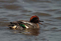 David Plant Photography - Wildlife Photography - Teal - K