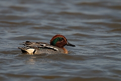 David Plant Photography - Wildlife Photography - Teal - L