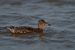 David Plant Photography - Wildlife Photography - Teal - M
