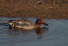 David Plant Photography - Wildlife Photography - Teal - N