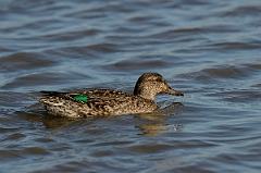 David Plant Photography - Wildlife Photography - Teal - O