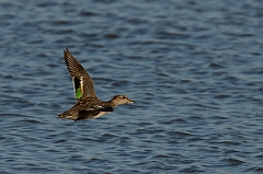 David Plant Photography - Wildlife Photography - Teal - P