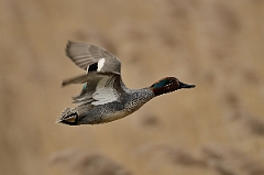 David Plant Photography - Wildlife Photography - Teal - R