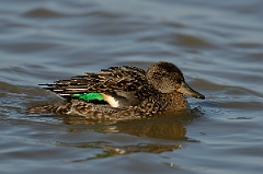 David Plant Photography - Wildlife Photography - Teal - S