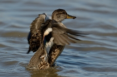 David Plant Photography - Wildlife Photography - Teal - T