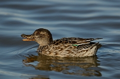 David Plant Photography - Wildlife Photography - Teal - U
