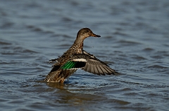 David Plant Photography - Wildlife Photography - Teal - V