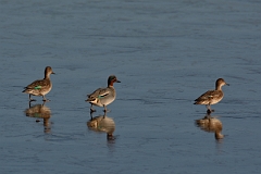 David Plant Photography - Wildlife Photography - Teal - W