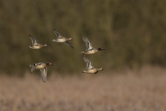 David Plant Photography - Wildlife Photography - Teal - X
