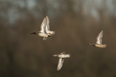David Plant Photography - Wildlife Photography - Teal - Y