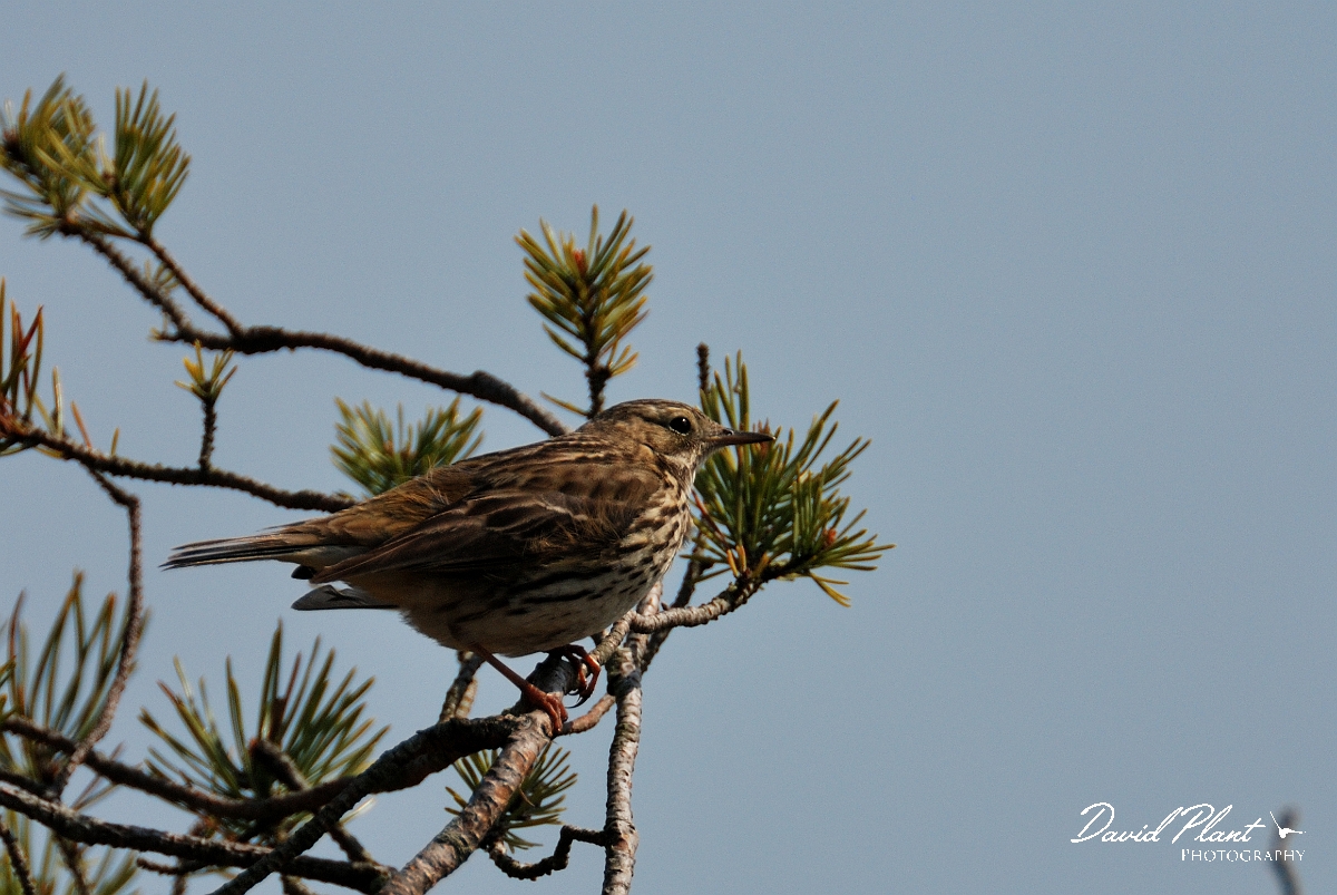David Plant Photography - Wildlife Photography - Tree pipit - A.jpg - Tree pipit - Dorset