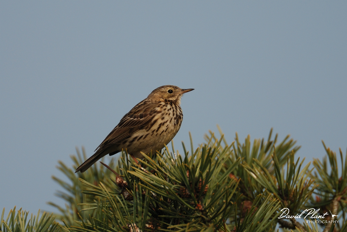 David Plant Photography - Wildlife Photography - Tree pipit - B.jpg - Tree pipit - Dorset