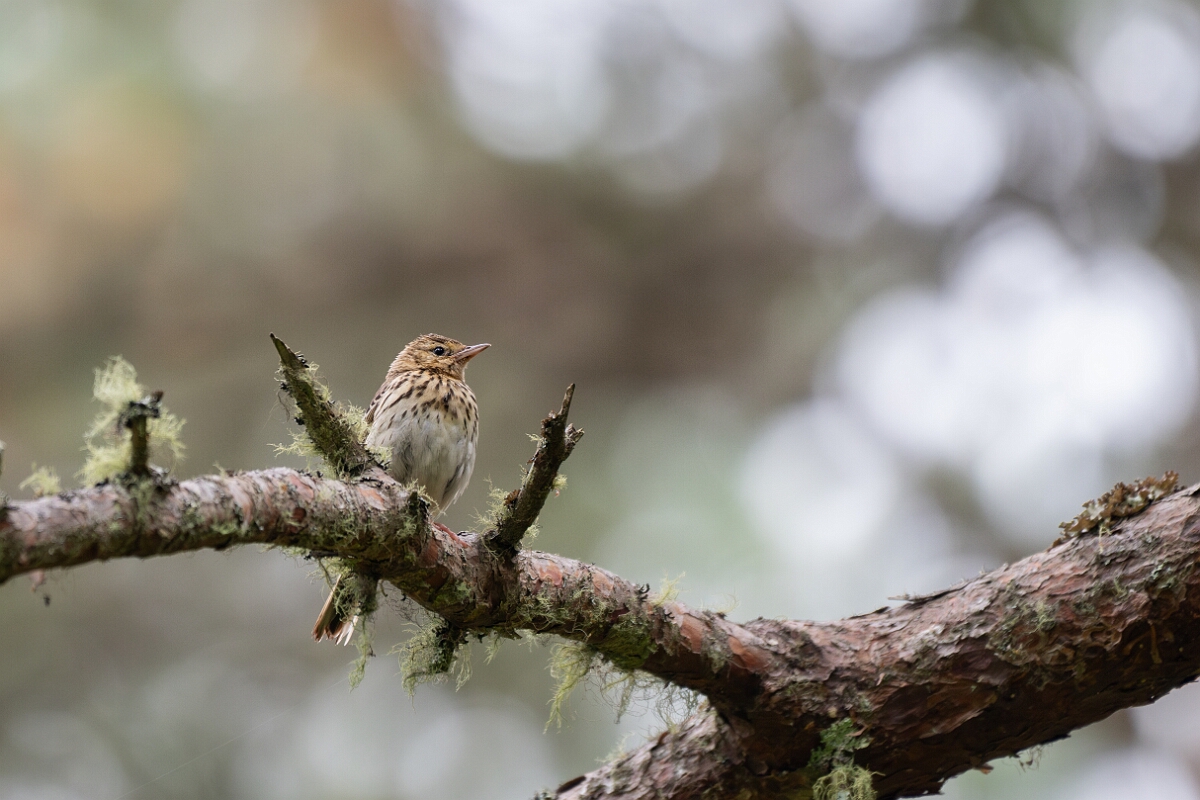 David Plant Photography - Wildlife Photography - Tree pipit - C.jpg - Tree pipit - Cairngorms