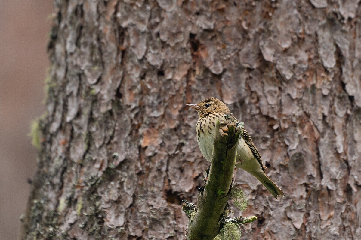David Plant Photography - Wildlife Photography - Tree pipit - F.jpg - Tree pipit - Cairngorms