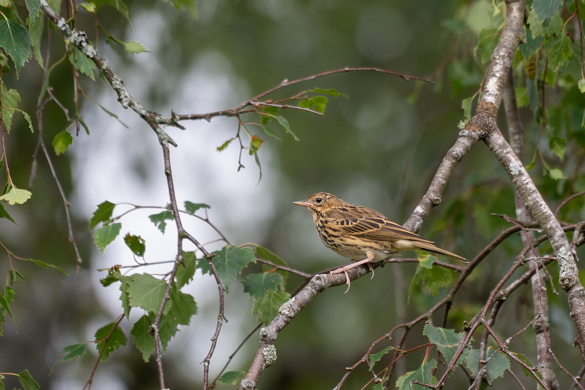 David Plant Photography - Wildlife Photography - Tree pipit - I.jpg - Tree pipit - Cairngorms