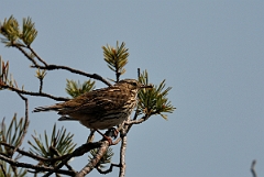 David Plant Photography - Wildlife Photography - Tree pipit - A